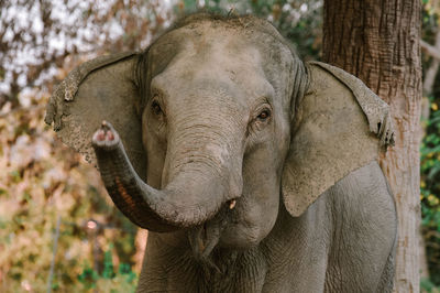 indian elephant