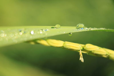 Close-up of water drops on leaves