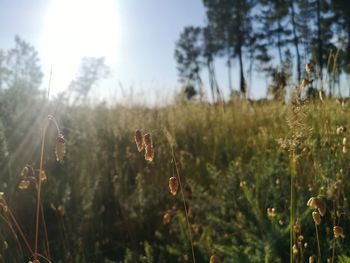 Close-up of plants on field against sky