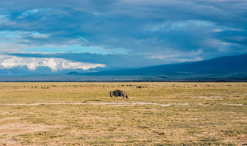 Horse grazing on field against sky
