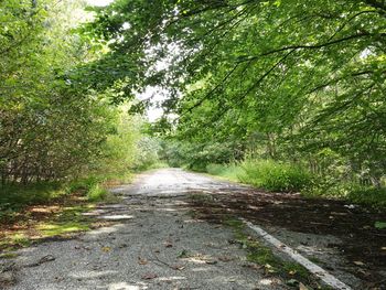 Road amidst trees in forest