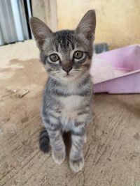 Portrait of cat sitting on floor