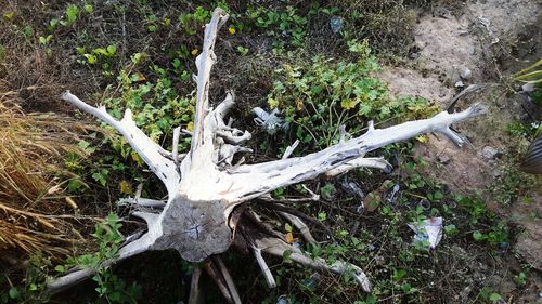 Close-up of tree trunk