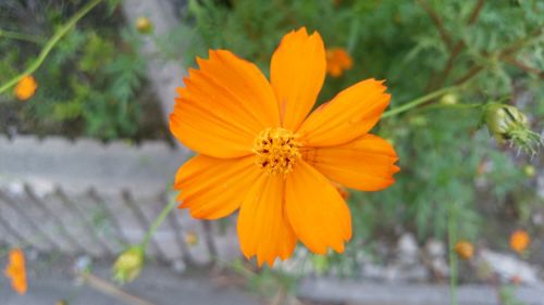 Close-up of yellow flower blooming outdoors