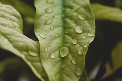 Close-up of raindrops on leaves