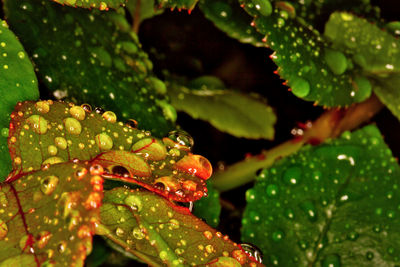 Close-up of wet plant leaves