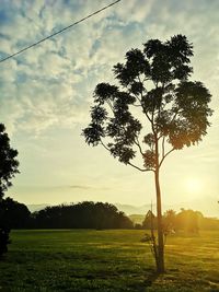 Tree on field against sky