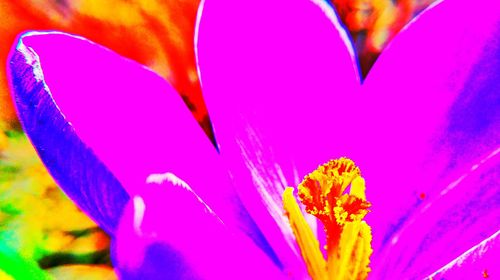 Close-up of purple flowers