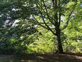 Trees in forest