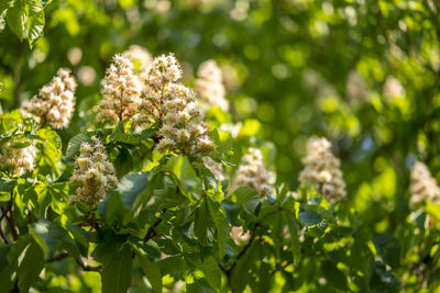 Close-up of flowering plant