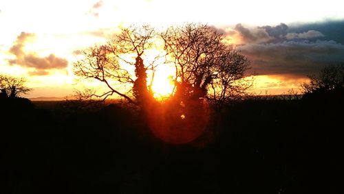 Silhouette of trees at sunset