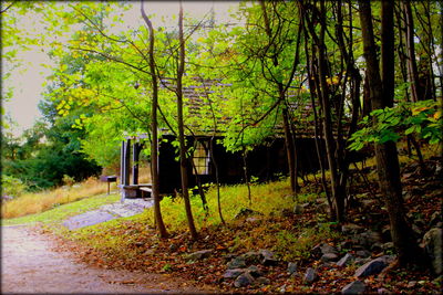 View of trees on landscape