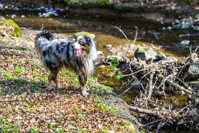 Dog standing on rock