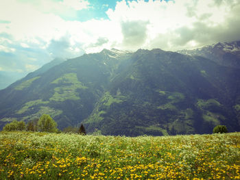 Scenic view of grassy field against sky