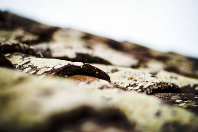 Close-up of leaf