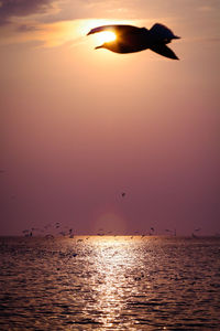 Silhouette bird flying over sea against sky during sunset