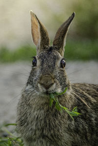 Close-up portrait of rabbit