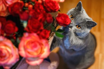 Close-up portrait of a cat