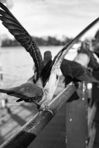 Close-up of bird on railing against sky