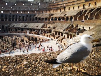 Close-up of seagull