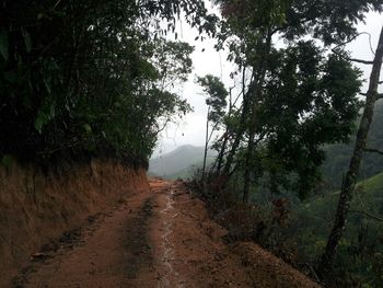 Country road along trees