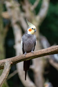 Close-up of parrot perching on branch