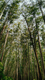 Low angle view of trees in forest