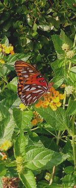 Close-up of butterfly on leaf