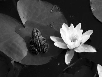 High angle view of lotus water lily in pond