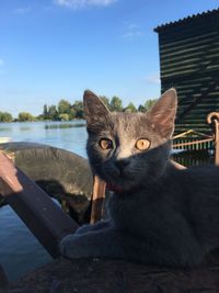 Close-up portrait of cat sitting by water against sky