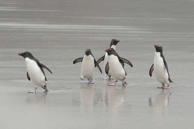 Penguin swimming in sea