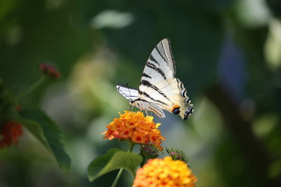 Swallowtail butterfly 