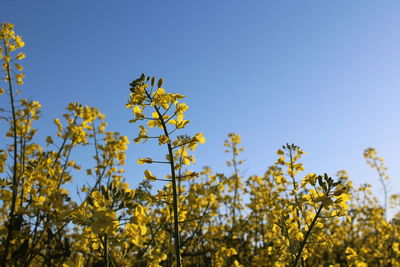 Low angle view of flowering plants against clear blue sky