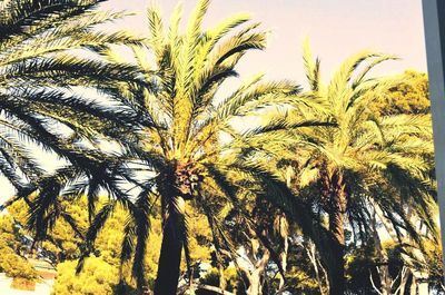 Close-up of palm tree against sky