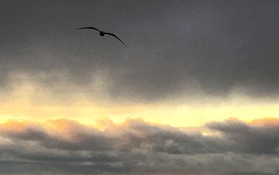Low angle view of bird flying in sky