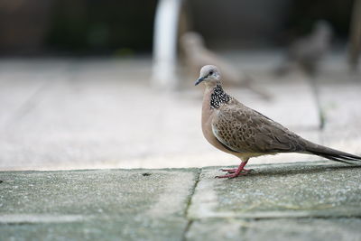 Close-up of bird perching on retaining wall