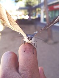 Close-up of a hand holding insect