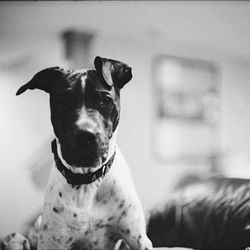 Close-up portrait of dog