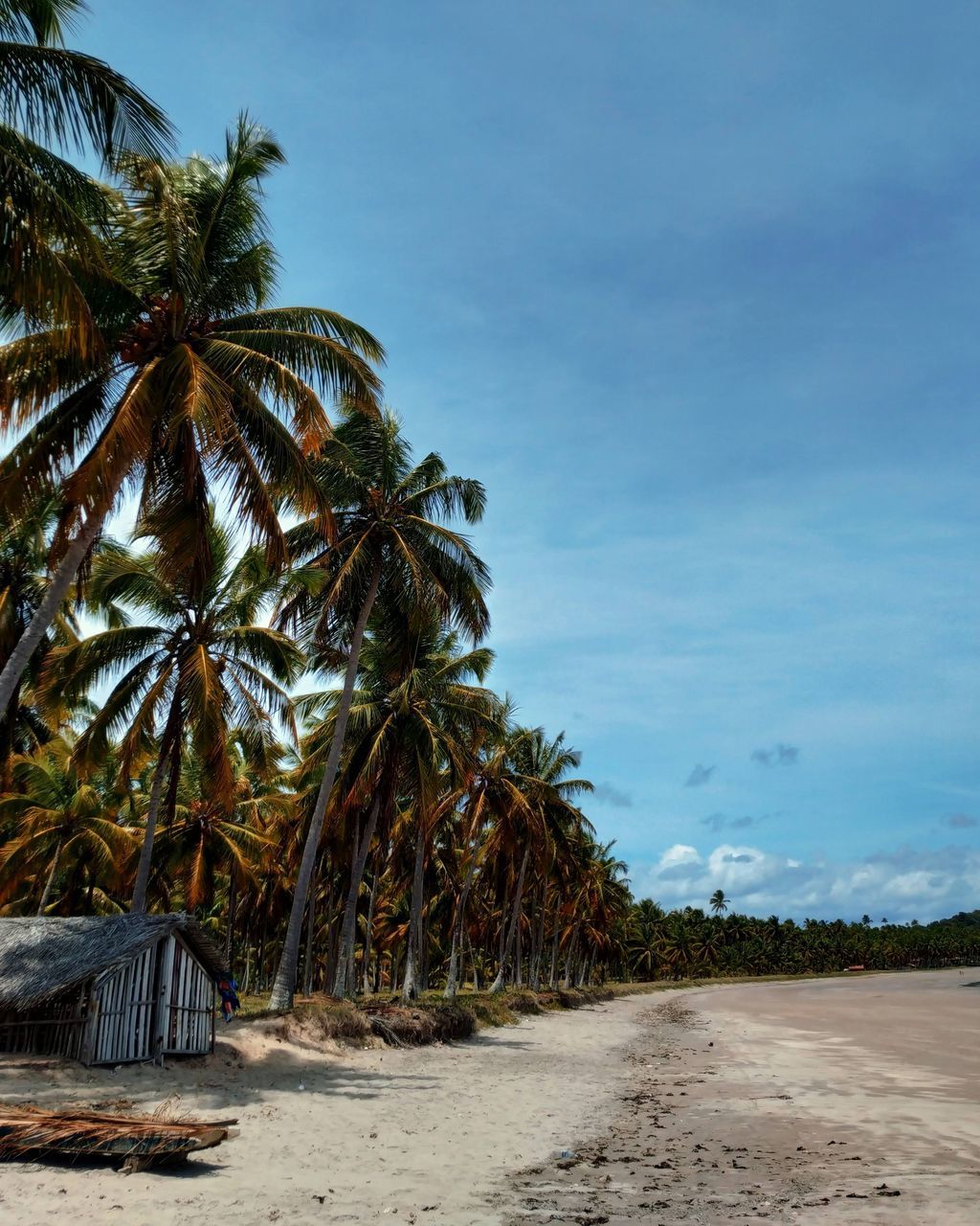 tropical climate, palm tree, sky, tree, plant, land, beach, beauty in nature, nature, tranquility, cloud - sky, tranquil scene, no people, sand, sea, scenics - nature, growth, coconut palm tree, water, outdoors, tropical tree, palm leaf