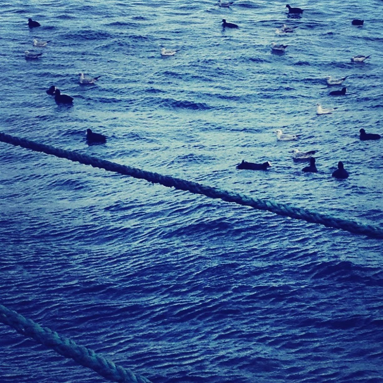 water, bird, sea, waterfront, rippled, animals in the wild, blue, wildlife, high angle view, nature, tranquility, pier, day, animal themes, reflection, outdoors, lake, beauty in nature, no people