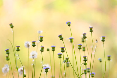 Close-up of purple flowering plants on field