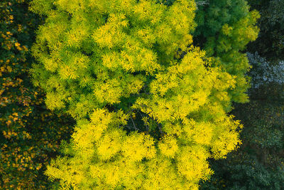 High angle view of yellow flowering plants