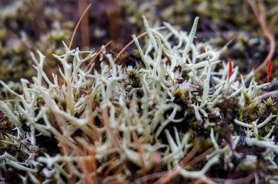 Close-up of plant growing on field