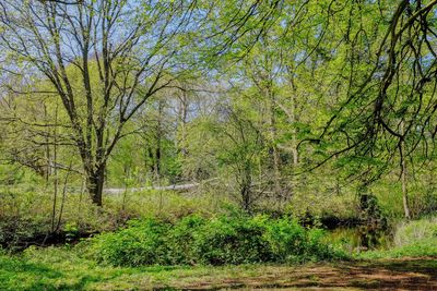 Trees in forest
