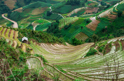 High angle view of rice paddy