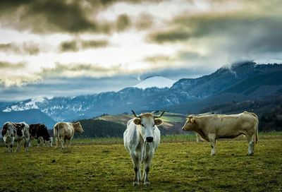 Cows standing in a farm