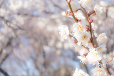 Close-up of cherry blossom