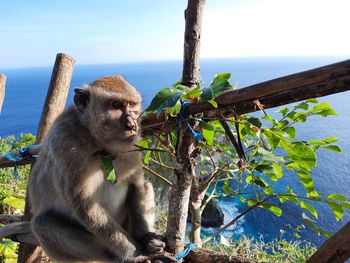 Monkey sitting on tree branch