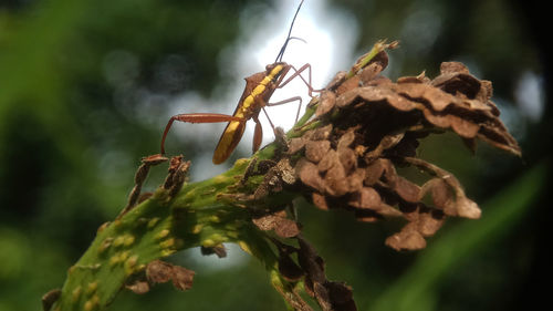 Close-up of insect on plant