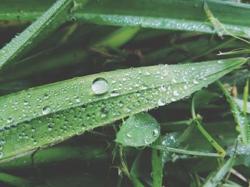 Close-up of raindrops on leaf